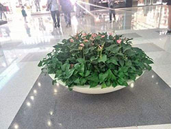 花卉租擺養(yǎng)護(hù) (5)