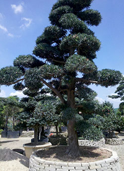 日本黑松苗木批發(fā)